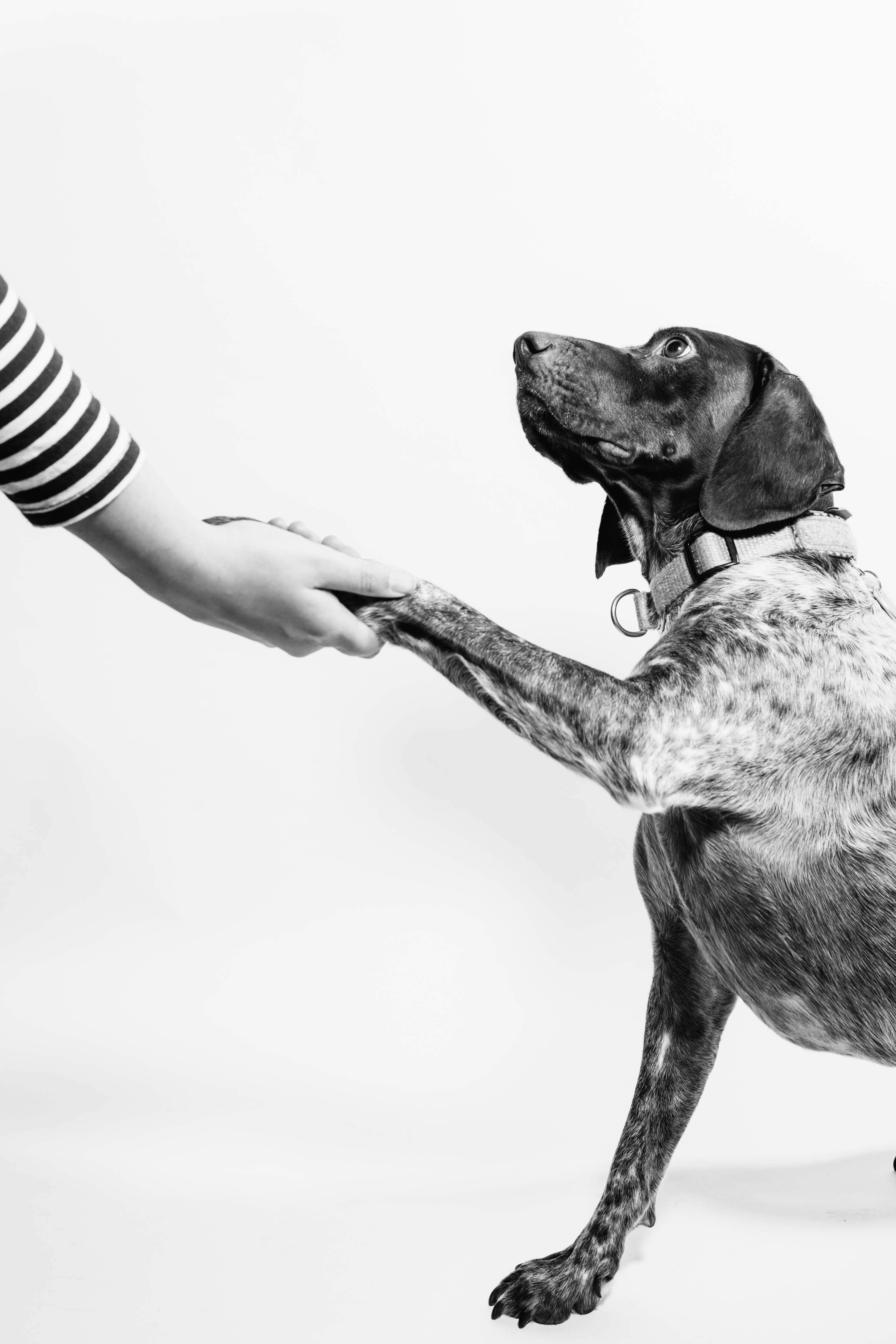 A dog gently placing its paw into a person's hand