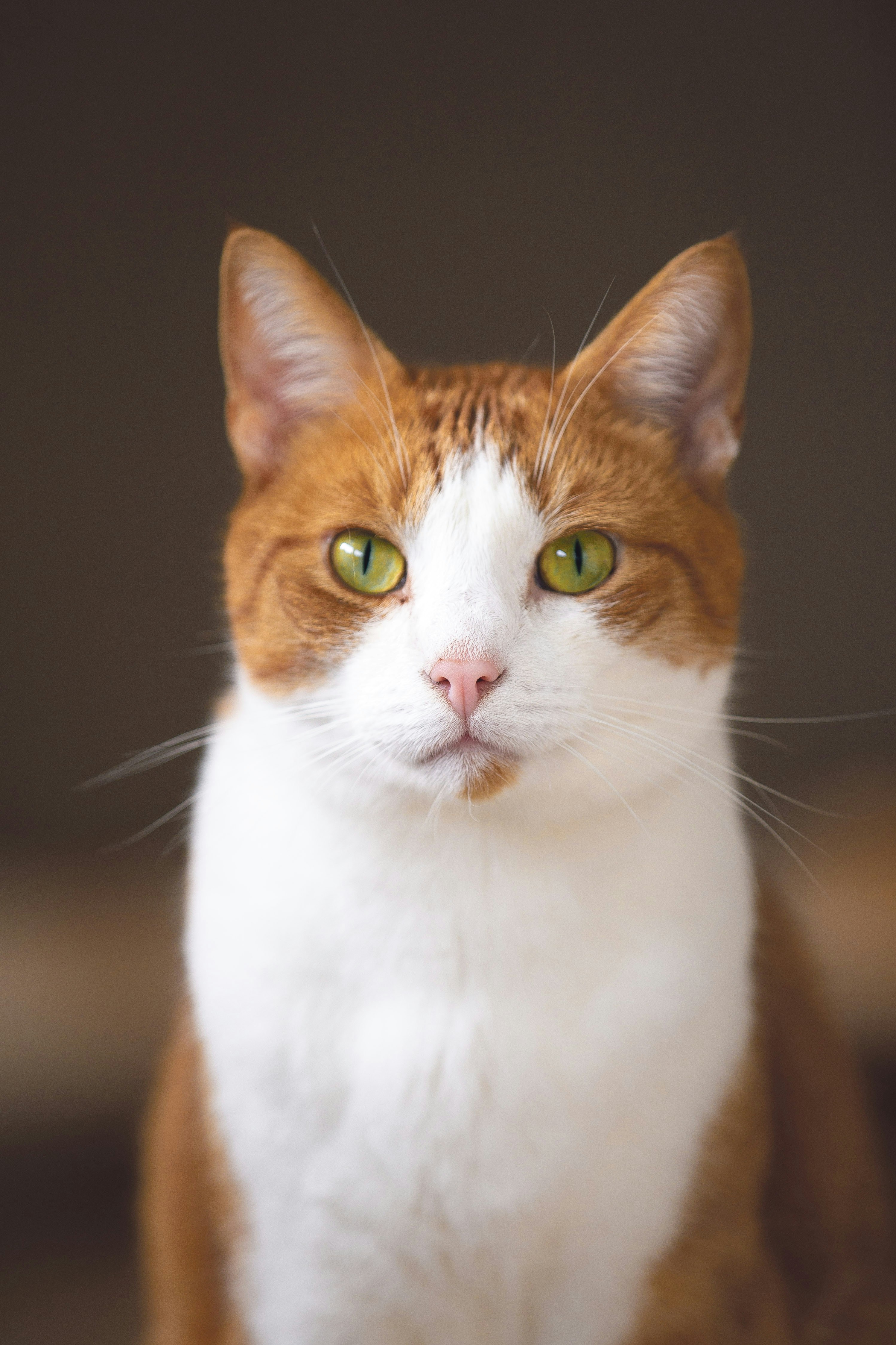 A cat