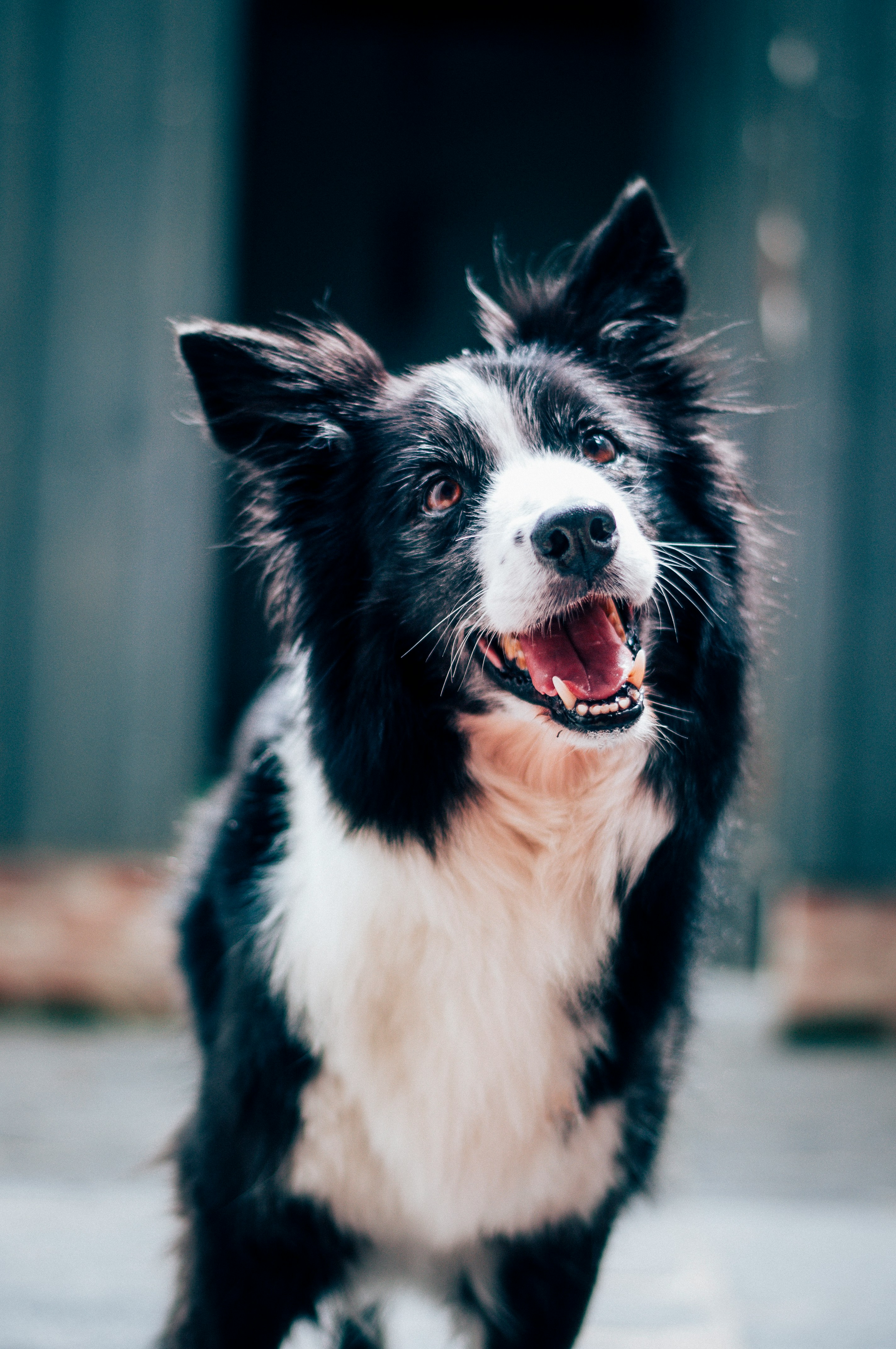 A dog
