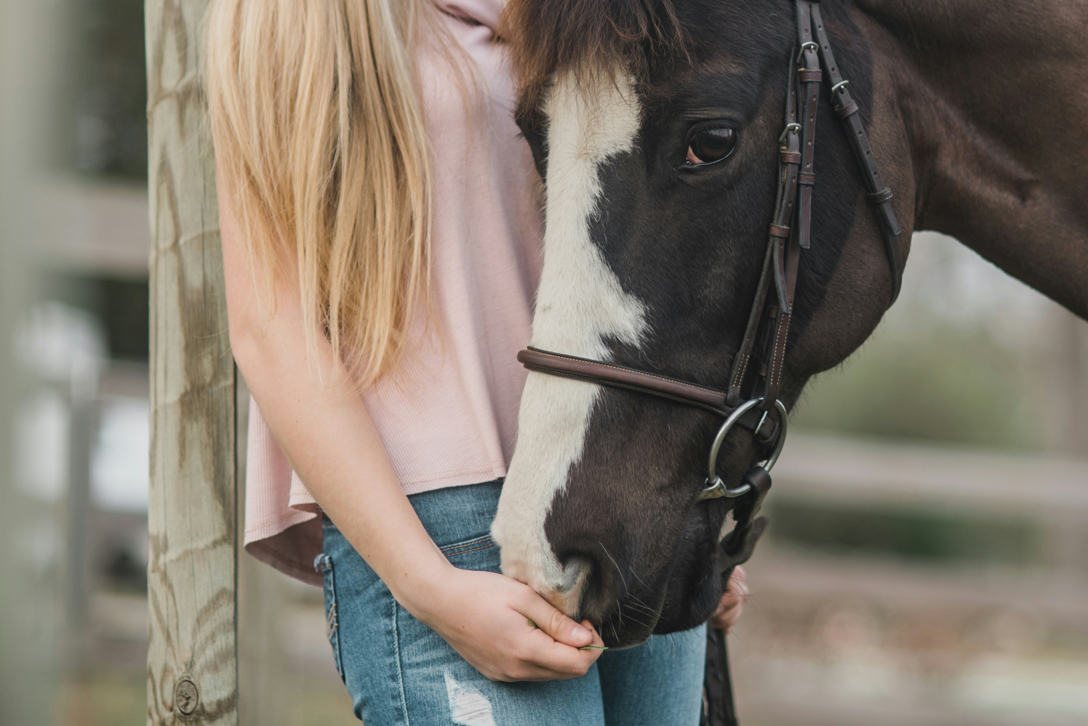 A horse